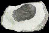 Detailed Hollardops Trilobite - Nice Eye Facets #126288-1